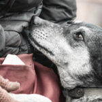 vrancea peste 73 de caini din adapostul de la suraia au fost relocati 6991df40630af