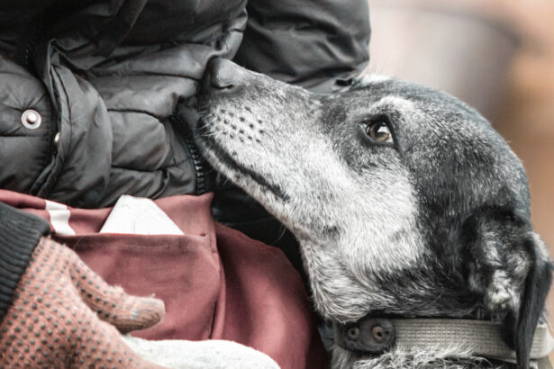 vrancea peste 73 de caini din adapostul de la suraia au fost relocati 6991df40630af