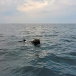 ambasada rusiei la bucuresti da vina pe ucraina pentru minele din marea neagra mapn incercari de distorsionare a realitatii 69c65869e6e60