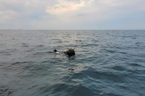 ambasada rusiei la bucuresti da vina pe ucraina pentru minele din marea neagra mapn incercari de distorsionare a realitatii 69c65869e6e60