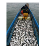 arbdd din 31 martie incepe prohibitia la scrumbie 69ca672277362