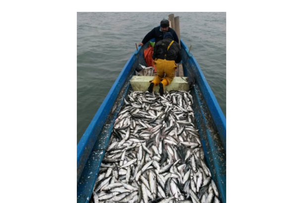 arbdd din 31 martie incepe prohibitia la scrumbie 69ca672277362