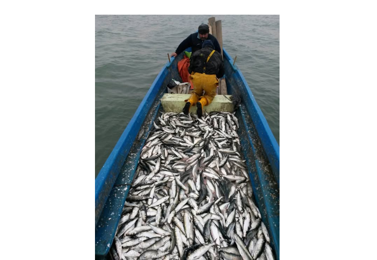 arbdd din 31 martie incepe prohibitia la scrumbie 69ca672277362