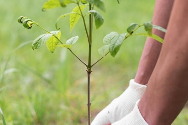 campanie comuna de impadurire la granita cu republica moldova 69b655b203e46