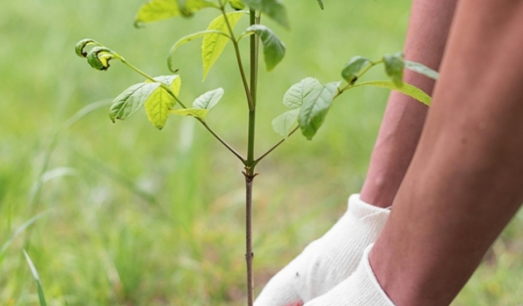 campanie comuna de impadurire la granita cu republica moldova 69b655b203e46