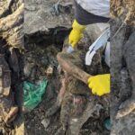 cel mai mare scandal ecologic din dobrogea verdict final in dosarul cimitirul de lesuri de la smardan judetul tulcea 69ab6b9d0d05f