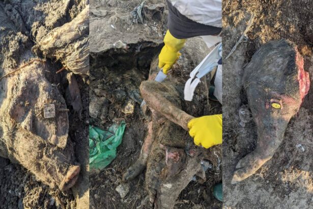 cel mai mare scandal ecologic din dobrogea verdict final in dosarul cimitirul de lesuri de la smardan judetul tulcea 69ab6b9d0d05f