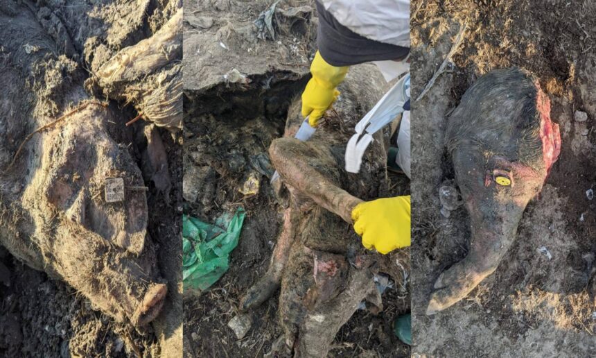 cel mai mare scandal ecologic din dobrogea verdict final in dosarul cimitirul de lesuri de la smardan judetul tulcea 69ab6b9d0d05f