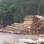 consiliul judetean constanta ar putea deveni parte civila intr un dosar de furt de lemn din padurea coslugea 69c079494c531