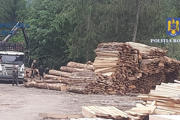 consiliul judetean constanta ar putea deveni parte civila intr un dosar de furt de lemn din padurea coslugea 69c079494c531