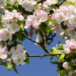 cum va fi vremea de paste anm a publicat prognoza meteo pe regiuni 69ca5aff0ad25