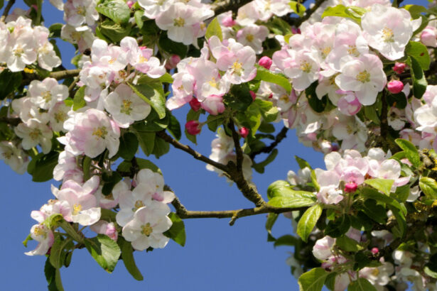 cum va fi vremea de paste anm a publicat prognoza meteo pe regiuni 69ca5aff0ad25