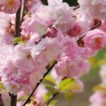 cum va fi vremea de paste in ce zone temperaturile ajung pana la 20 de grade 69becfedb4baa