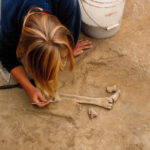 descoperire majora in alaska unelte din fildes de mamut vechi de 14 000 de ani o noua teorie despre primii oameni din americi 69a523a35850d