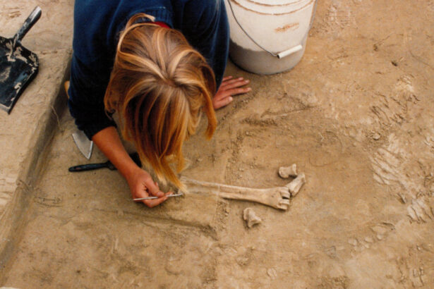 descoperire majora in alaska unelte din fildes de mamut vechi de 14 000 de ani o noua teorie despre primii oameni din americi 69a523a35850d