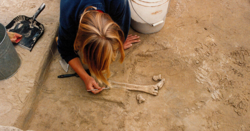 descoperire majora in alaska unelte din fildes de mamut vechi de 14 000 de ani o noua teorie despre primii oameni din americi 69a523a35850d