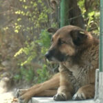 doi barbati au fost retinuti in dosarul eutanasiilor ilegale de caini din prahova si giurgiu 69aaa8eceb220