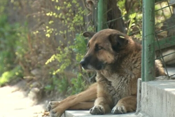 doi barbati au fost retinuti in dosarul eutanasiilor ilegale de caini din prahova si giurgiu 69aaa8eceb220