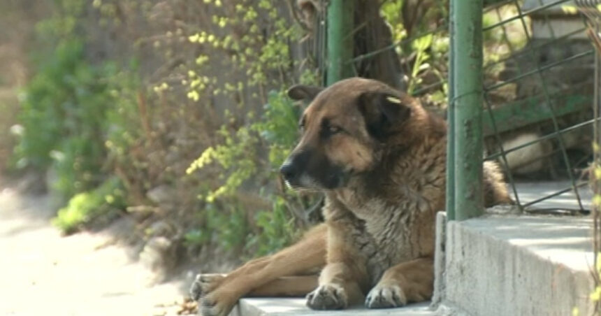 doi barbati au fost retinuti in dosarul eutanasiilor ilegale de caini din prahova si giurgiu 69aaa8eceb220