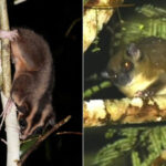 doua specii considerate disparute de mii de ani redescoperite intr o padure tropicala din papua de vest 69afa89e46d49