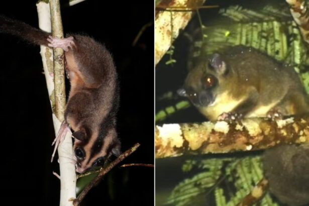 doua specii considerate disparute de mii de ani redescoperite intr o padure tropicala din papua de vest 69afa89e46d49