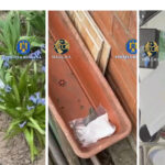 droguri ascunse in gradina printre zambile traficanti prinsi cu sute de grame de stupefiante 69bc14517a728