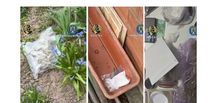 droguri ascunse in gradina printre zambile traficanti prinsi cu sute de grame de stupefiante 69bc14517a728