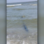 exclusiv buzoianu despre tevile ilegale care deverseaza apa netratata direct in marea neagra toate autoritatile competente vor face controale 69b7d4674e47e