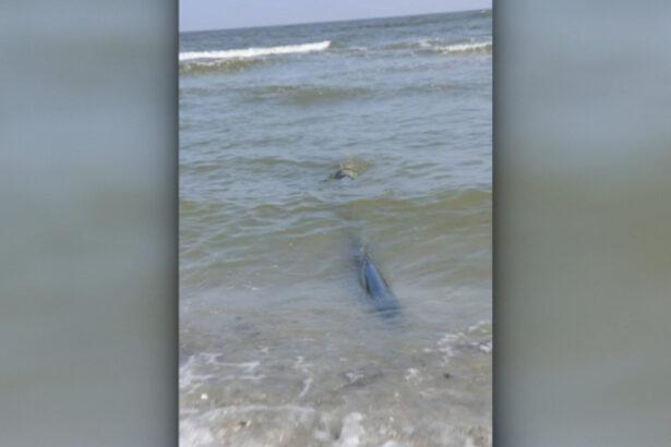 exclusiv buzoianu despre tevile ilegale care deverseaza apa netratata direct in marea neagra toate autoritatile competente vor face controale 69b7d4674e47e