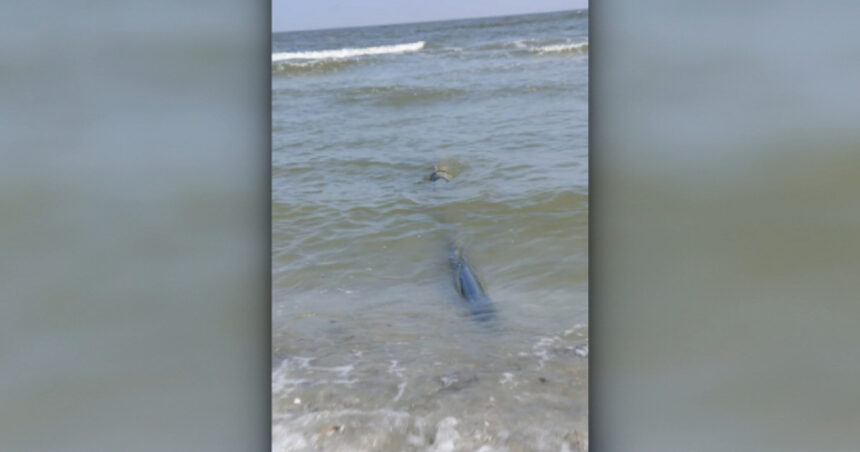 exclusiv buzoianu despre tevile ilegale care deverseaza apa netratata direct in marea neagra toate autoritatile competente vor face controale 69b7d4674e47e