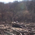 exclusiv hectare intregi din padurea hoia baciu de langa cluj napoca taiate la ras peste ce prevede legea 69bbc21d38b13