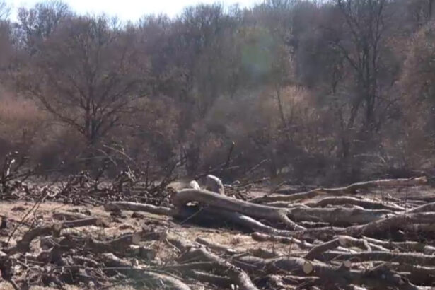 exclusiv hectare intregi din padurea hoia baciu de langa cluj napoca taiate la ras peste ce prevede legea 69bbc21d38b13