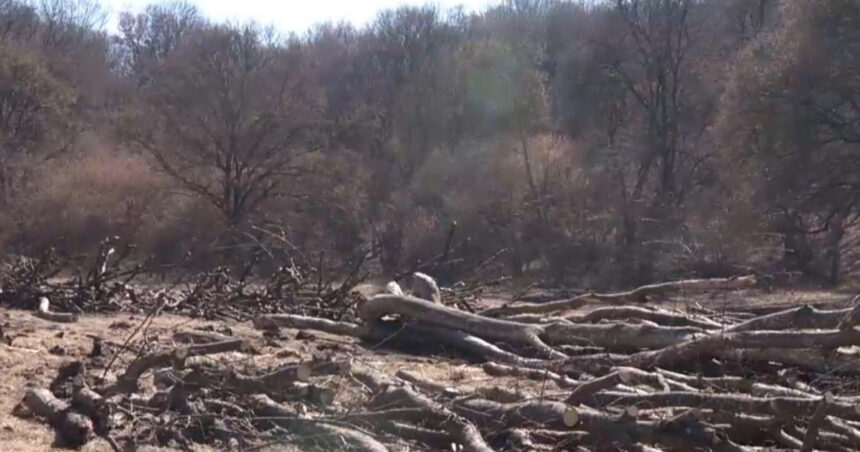 exclusiv hectare intregi din padurea hoia baciu de langa cluj napoca taiate la ras peste ce prevede legea 69bbc21d38b13