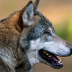 femeie muscata de lup intr o zona comerciala din hamburg este primul astfel de atac de la revenirea lupilor in germania 69cbc89ef2db3