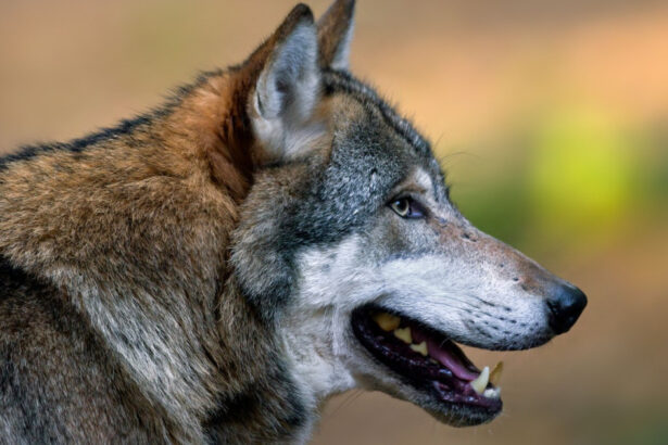 femeie muscata de lup intr o zona comerciala din hamburg este primul astfel de atac de la revenirea lupilor in germania 69cbc89ef2db3