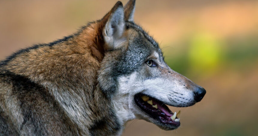 femeie muscata de lup intr o zona comerciala din hamburg este primul astfel de atac de la revenirea lupilor in germania 69cbc89ef2db3
