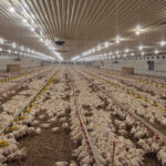 foto amenda usturatoare pentru o ferma de pui din judetul constanta aplicata de garda de mediu 69c63a5fc0b79