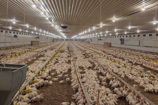 foto amenda usturatoare pentru o ferma de pui din judetul constanta aplicata de garda de mediu 69c63a5fc0b79