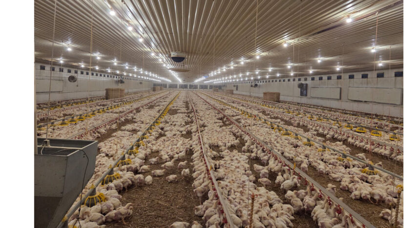 foto amenda usturatoare pentru o ferma de pui din judetul constanta aplicata de garda de mediu 69c63a5fc0b79