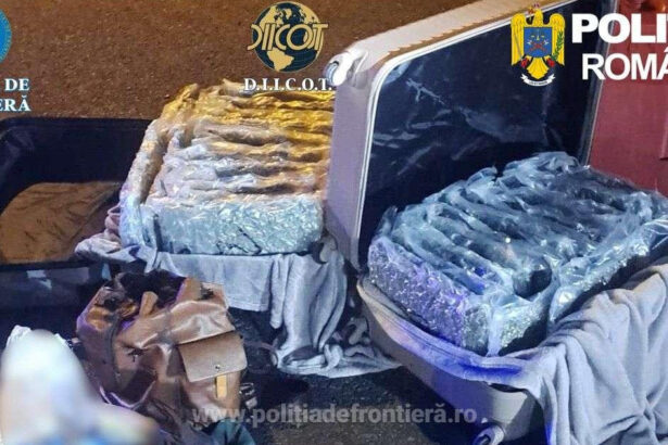 foto aproape 31 de kilograme de canabis descoperite la nadlac un italian a fost arestat preventiv 69c151b343793