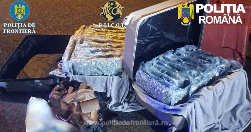 foto aproape 31 de kilograme de canabis descoperite la nadlac un italian a fost arestat preventiv 69c151b343793