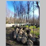 foto constanta restart organizeaza o noua actiune de plantare la palatul copiilor constanta copacii au fost deja platiti si asteapta voluntarii sa ii planteze spune catalin filisan presedintele aso 69a80404d4d78