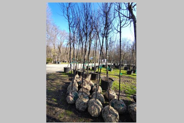 foto constanta restart organizeaza o noua actiune de plantare la palatul copiilor constanta copacii au fost deja platiti si asteapta voluntarii sa ii planteze spune catalin filisan presedintele aso 69a80404d4d78