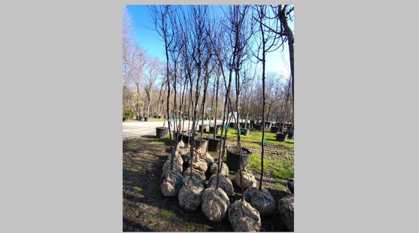 foto constanta restart organizeaza o noua actiune de plantare la palatul copiilor constanta copacii au fost deja platiti si asteapta voluntarii sa ii planteze spune catalin filisan presedintele aso 69a80404d4d78