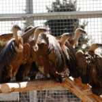 foto vulturii suri revin in romania dupa mai bine de 70 de ani primele 25 de exemplare au ajuns in masivul fagaras 69aed940f08b9