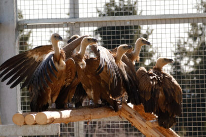 foto vulturii suri revin in romania dupa mai bine de 70 de ani primele 25 de exemplare au ajuns in masivul fagaras 69aed940f08b9