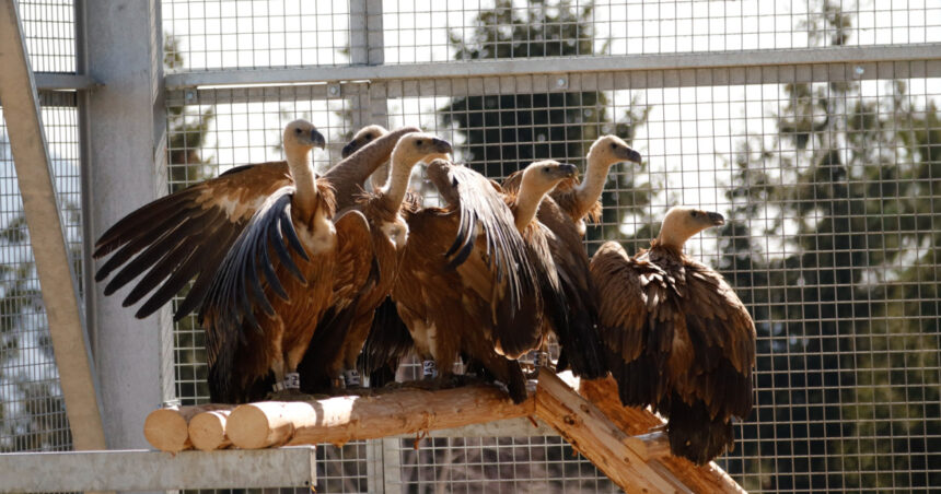 foto vulturii suri revin in romania dupa mai bine de 70 de ani primele 25 de exemplare au ajuns in masivul fagaras 69aed940f08b9