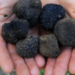 garda de mediu a dat amenzi de aproape 18 milioane de lei dupa controale in toata tara la comerciantii de trufe si fructe de padure 69bd795734fa7