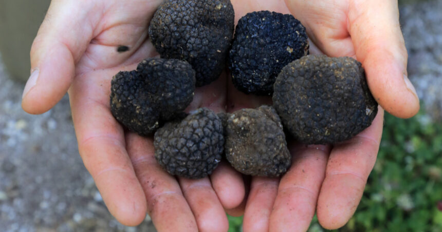 garda de mediu a dat amenzi de aproape 18 milioane de lei dupa controale in toata tara la comerciantii de trufe si fructe de padure 69bd795734fa7