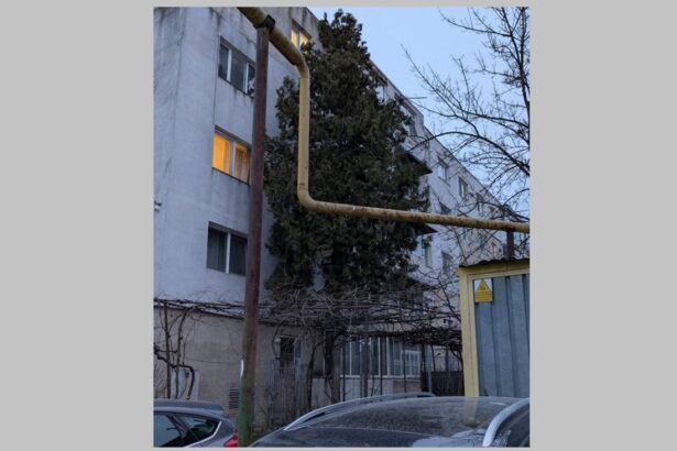 incredibil pisicutele din constanta au oprit un jaf in desfasurare cum a fost posibil 69b59904e97dc